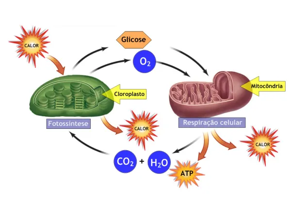 Metabolismo energético