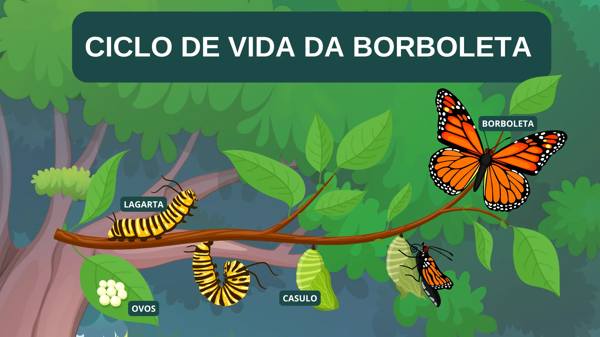 Ciclo de vida da borboleta