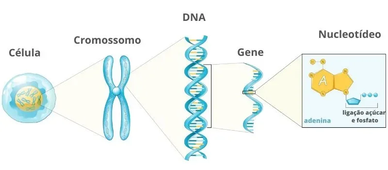 Revisão para genética: A Célula e o DNA