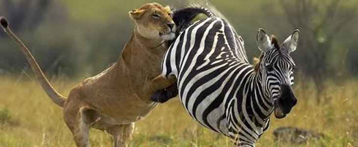 Interações Intra e Interespecíficas