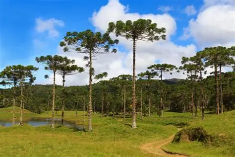 Domínio das Araucárias