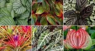 Tem Planta de tudo quanto é jeito